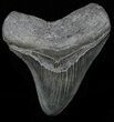 Serrated, Fossil Megalodon Tooth - Georgia #58087-1